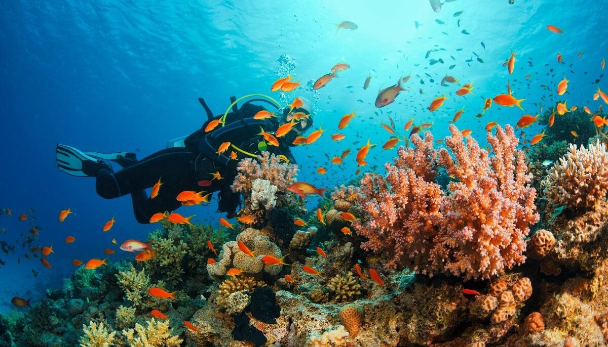 La Plongée Sous Marine - Martinique